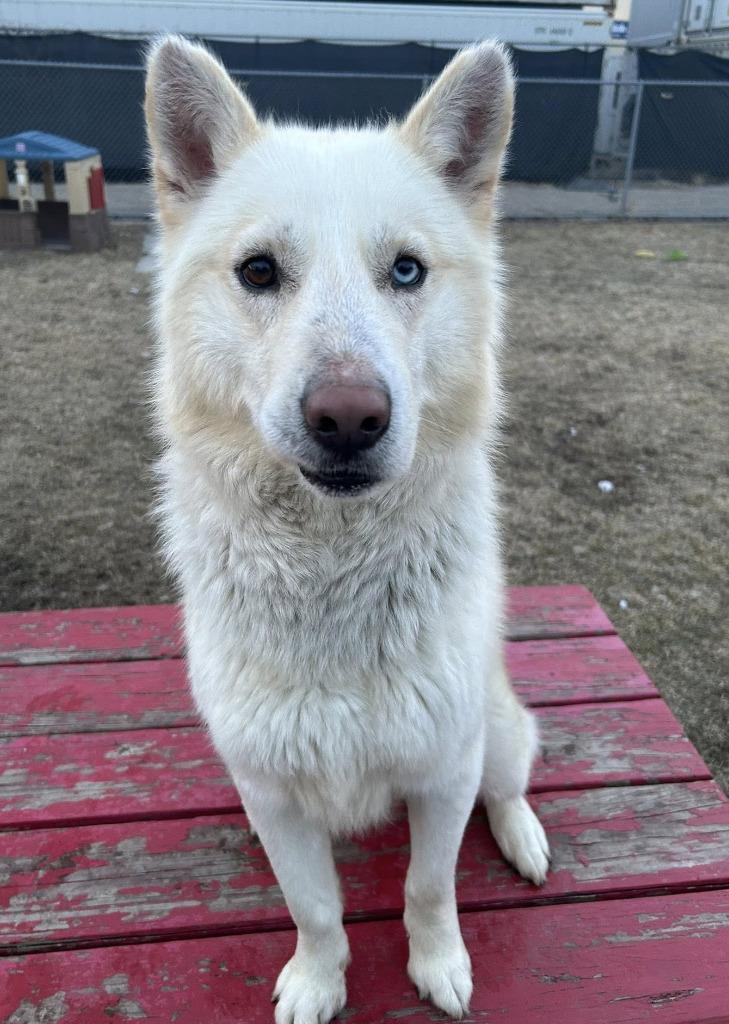 Enlarge Rudo, a Adoptable mixed breed in Warren, MI image 3/6