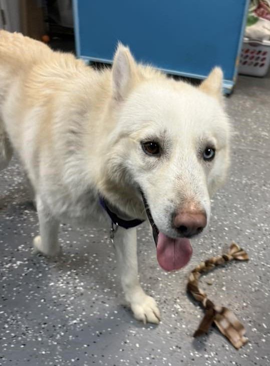 Enlarge Rudo, a Adoptable mixed breed in Warren, MI image 4/6