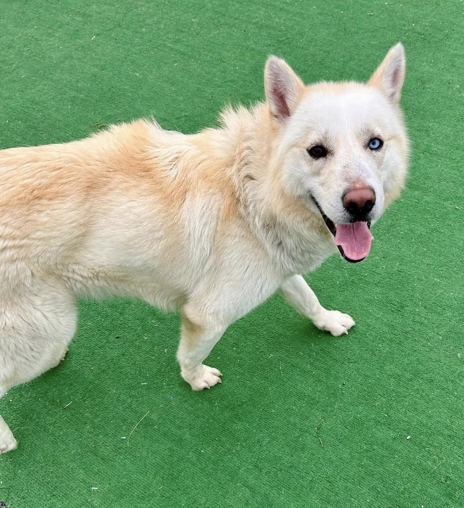 Enlarge Rudo, a Adoptable mixed breed in Warren, MI image 5/6