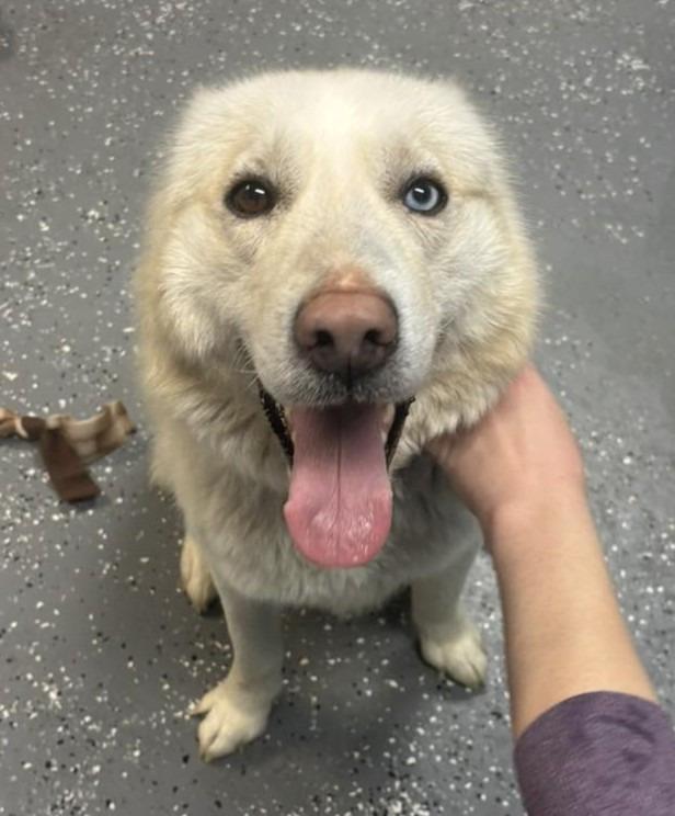 Enlarge Rudo, a Adoptable mixed breed in Warren, MI image 6/6