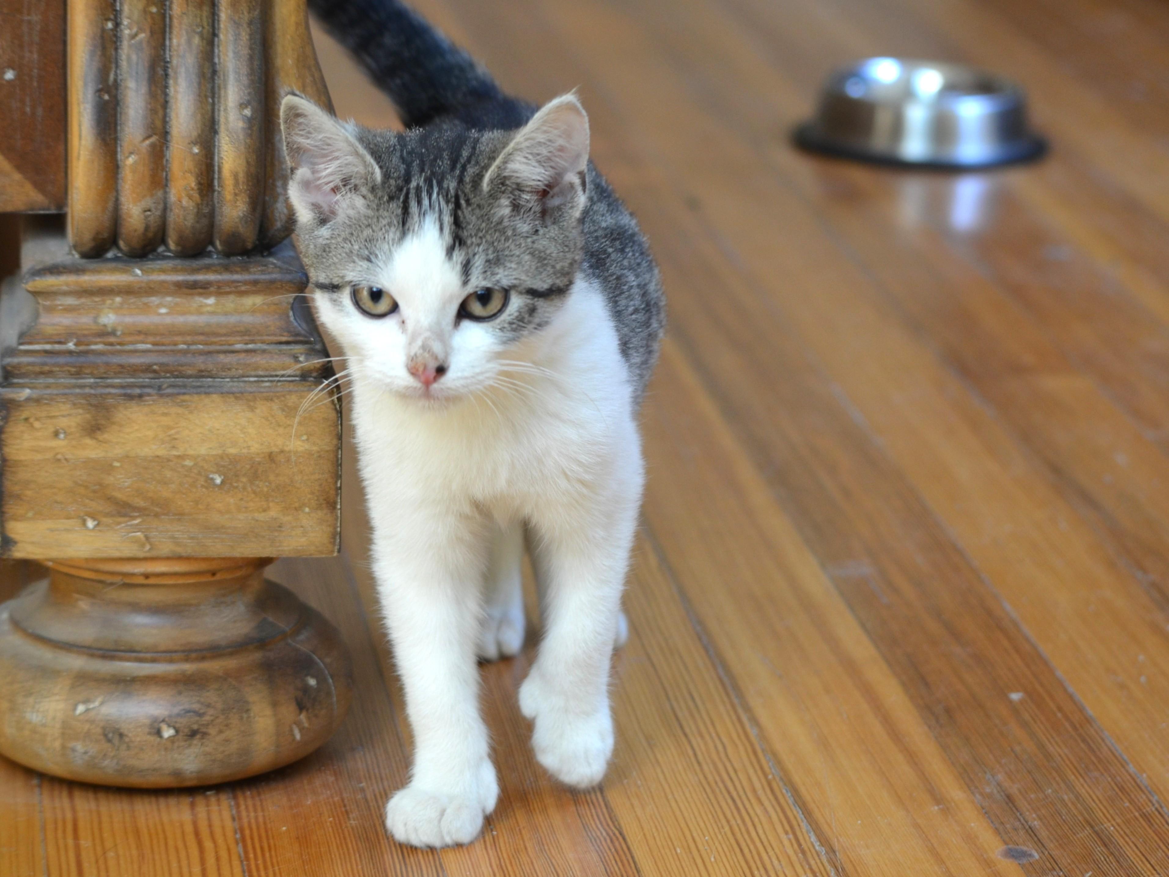Houdinii, a Adoptable Domestic Short Hair in South Orange, NJ image 3/4