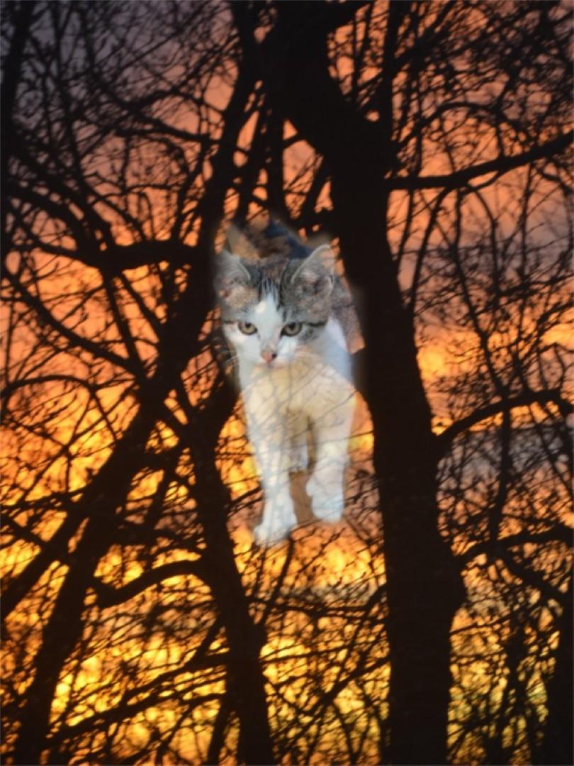 Houdinii, a Adoptable Domestic Short Hair in South Orange, NJ image 2/4