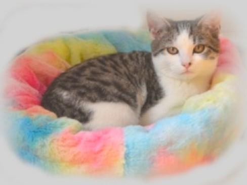 Houdinii, Adoptable, Kitten Male Domestic Short Hair.