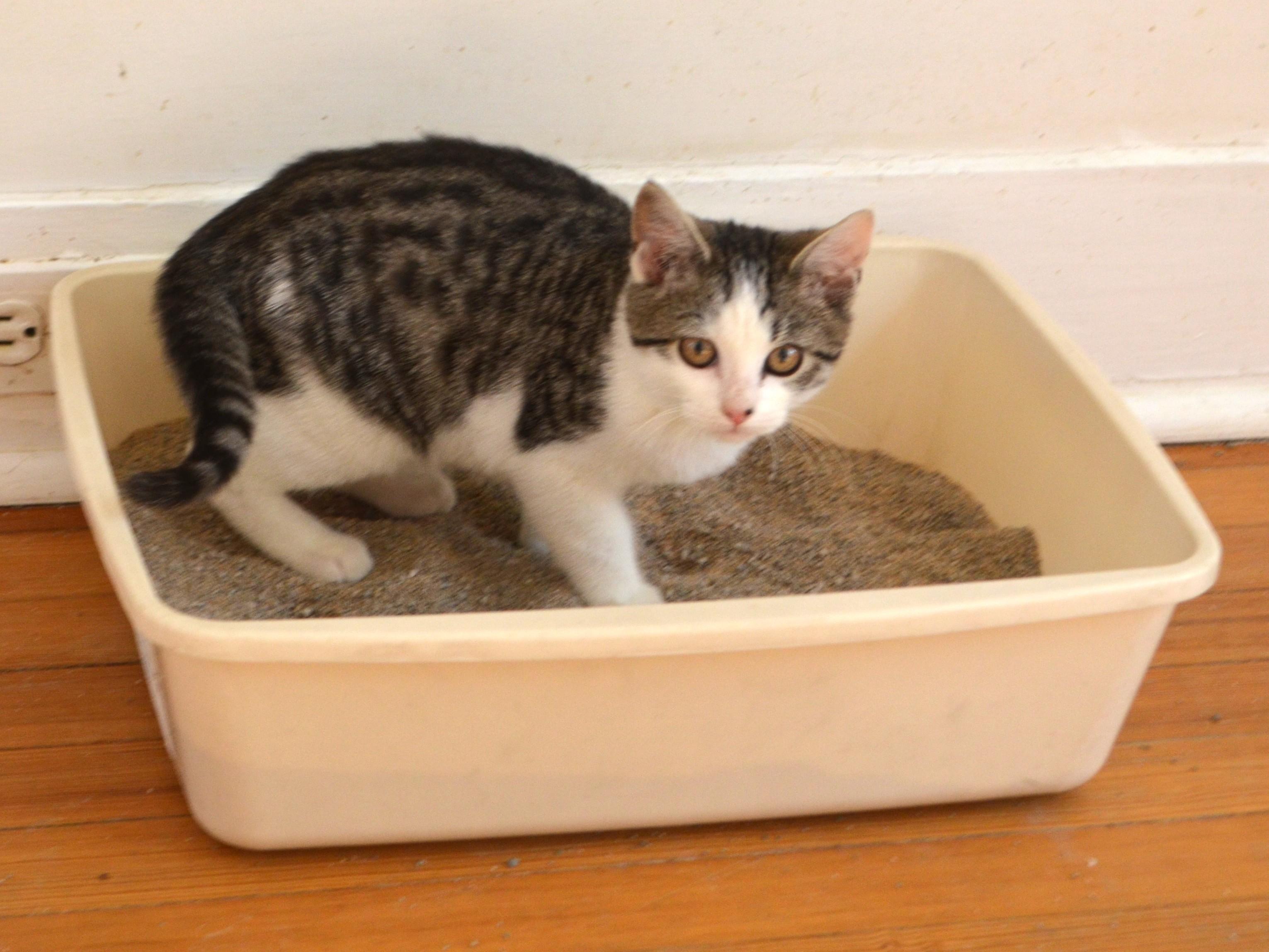 Houdinii, a Adoptable Domestic Short Hair in South Orange, NJ image 4/4