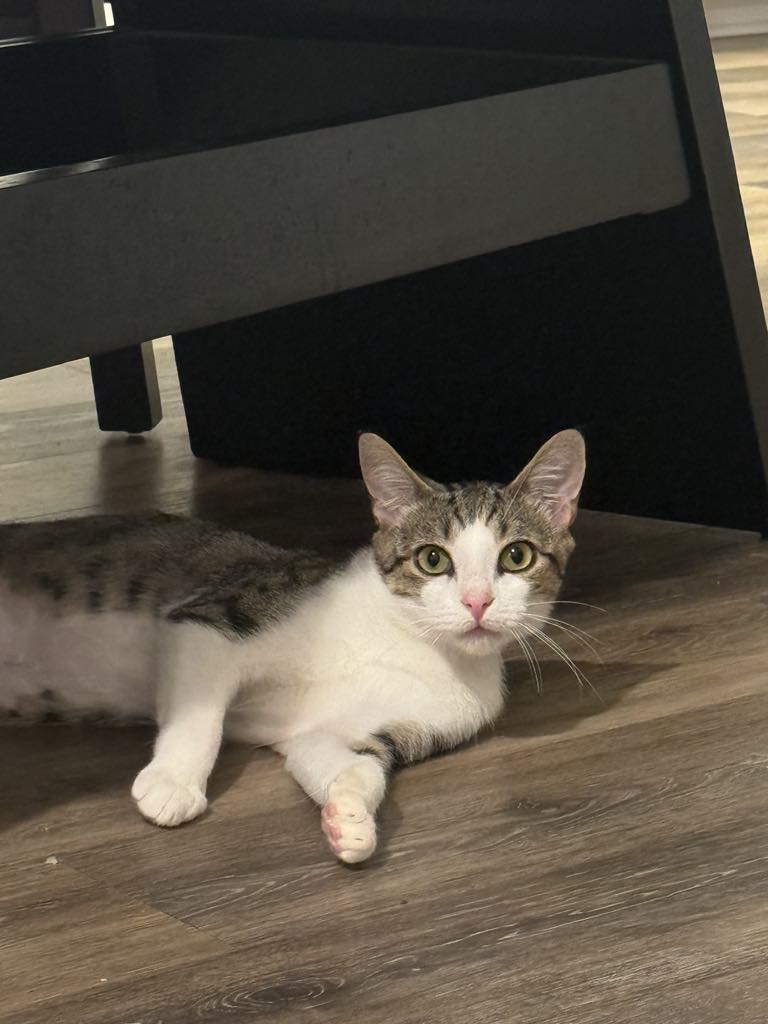 Enlarge Ethan, a Adoptable American Shorthair in Charlotte, NC image 3/6