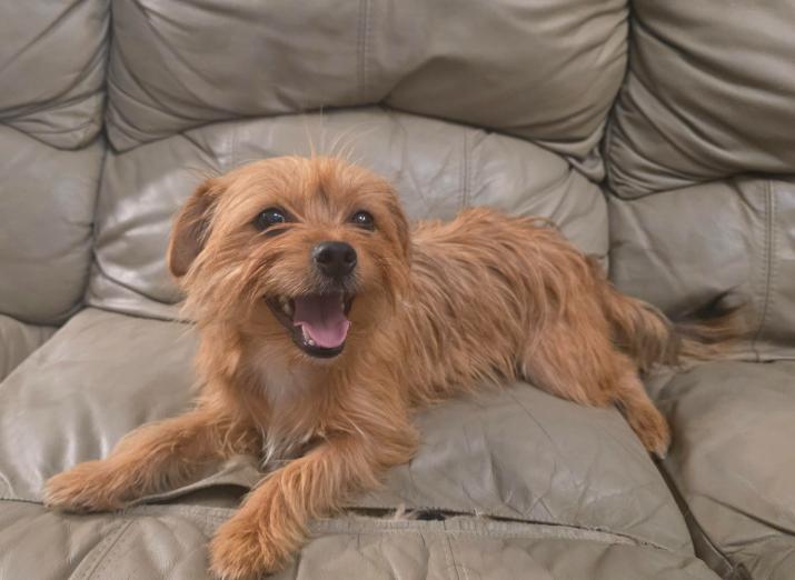 Enlarge Noah, a Adoptable mixed breed in Manvel, TX image 1/6
