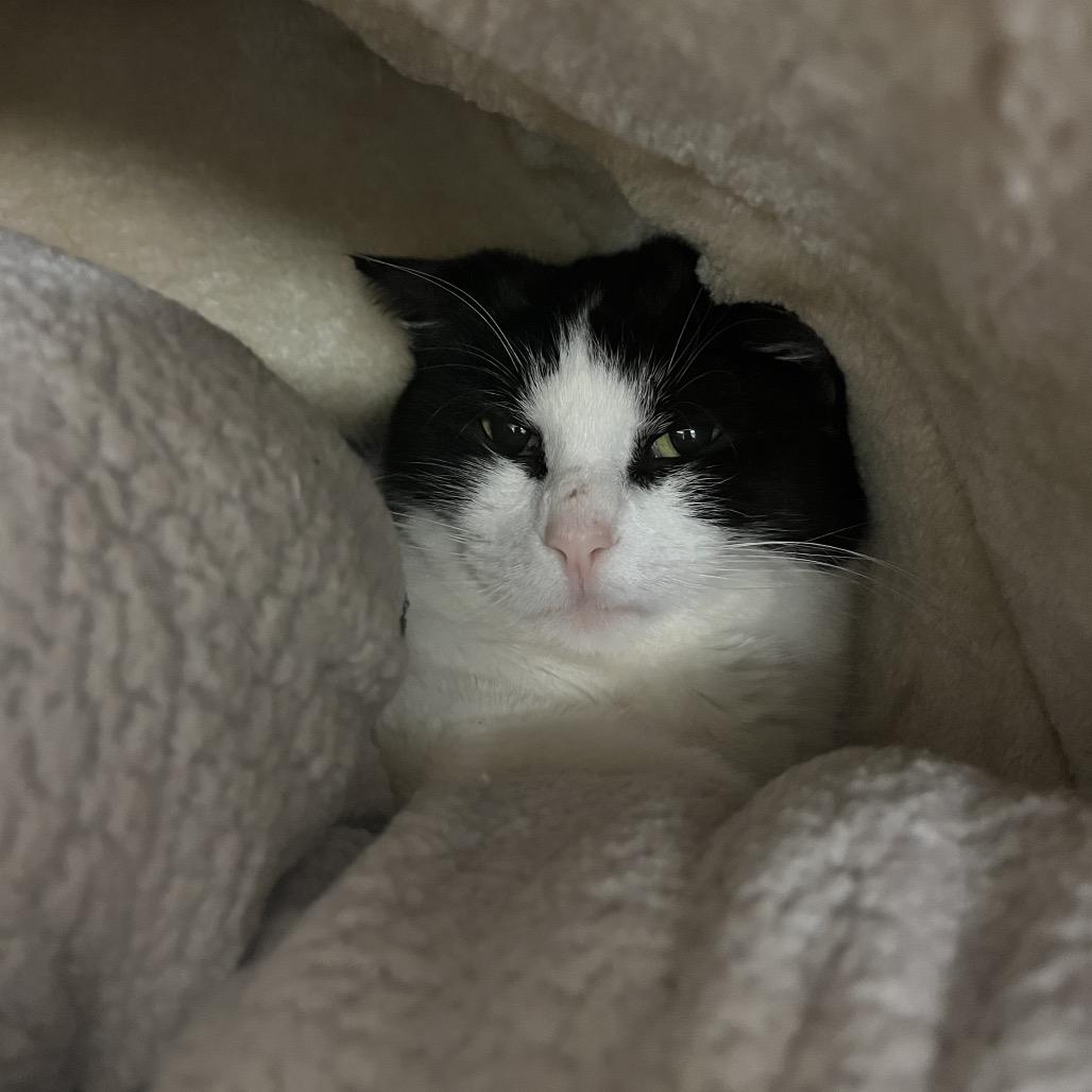 Enlarge Rhea, a Adoptable Domestic Short Hair in Bristol, IN image 1/3