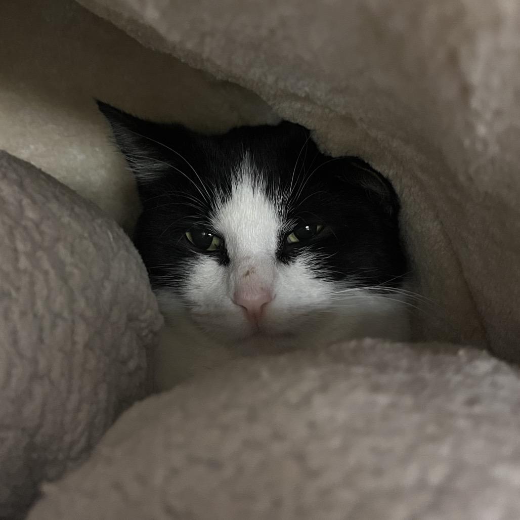 Enlarge Rhea, a Adoptable Domestic Short Hair in Bristol, IN image 3/3