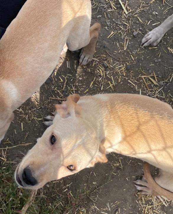 P-28 Mason, an adoptable Mixed Breed in Billings, MT, 59101 | Photo Image 1
