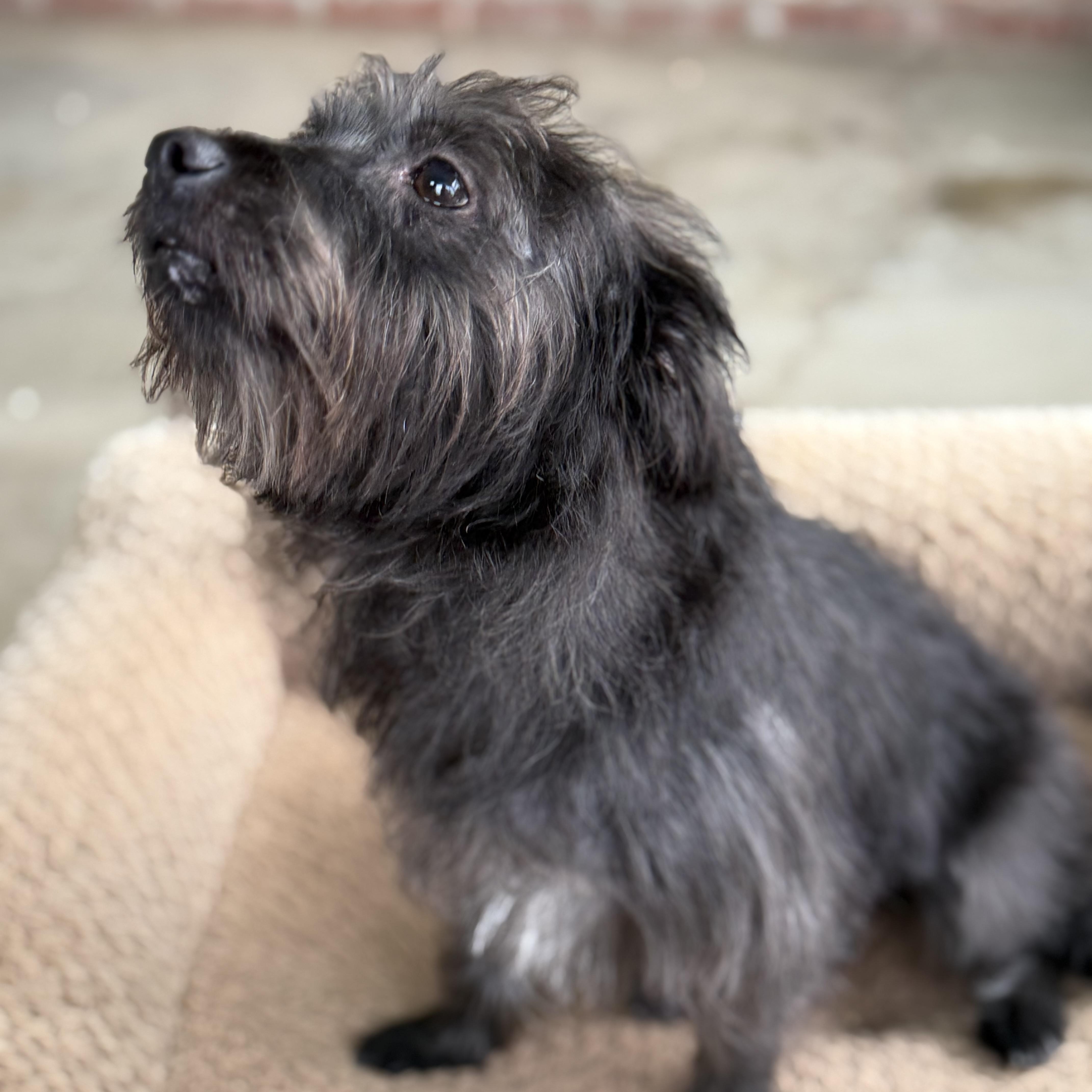 Blake, a Adoptable mixed breed in modesto, CA image 1/6