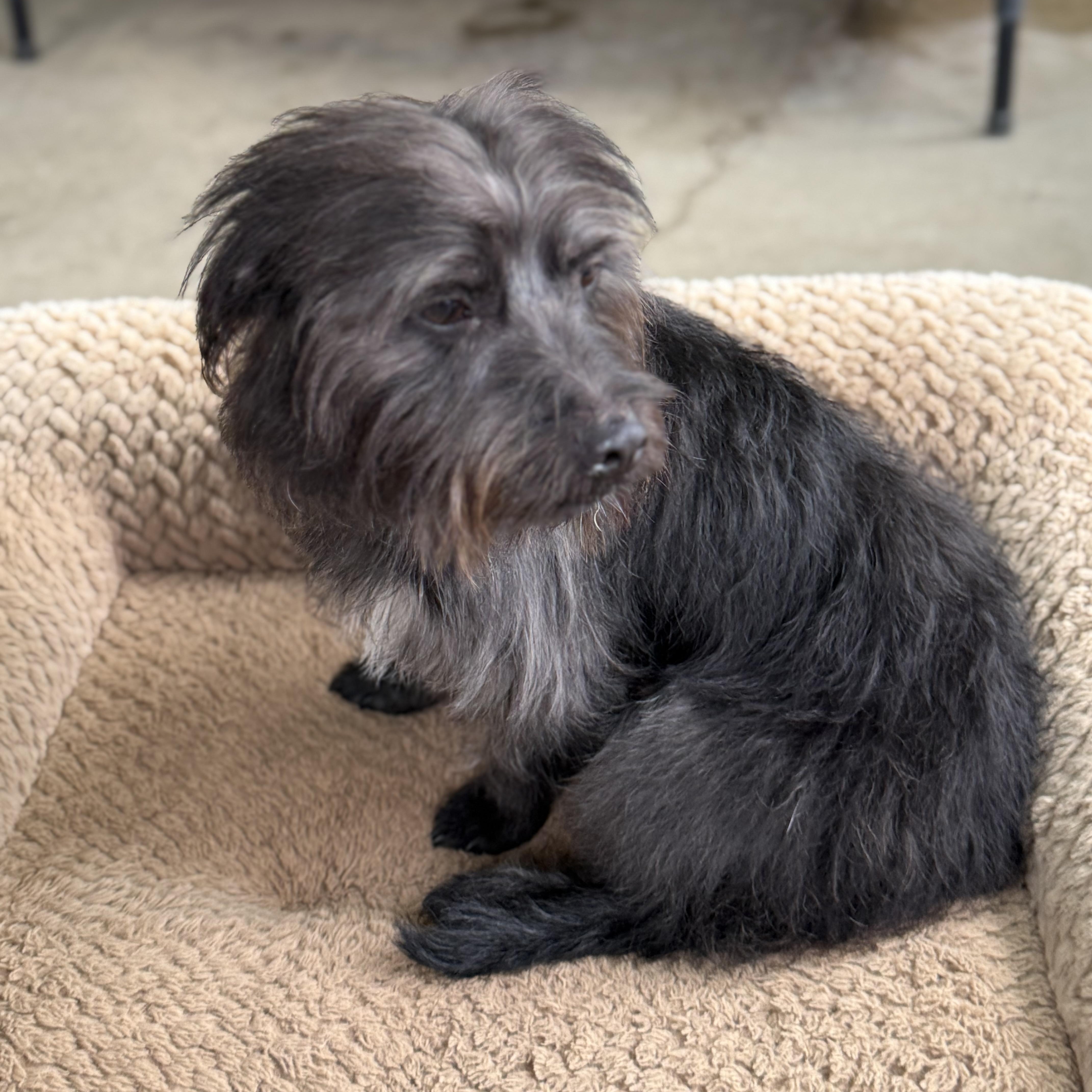 Blake, a Adoptable mixed breed in modesto, CA image 2/6