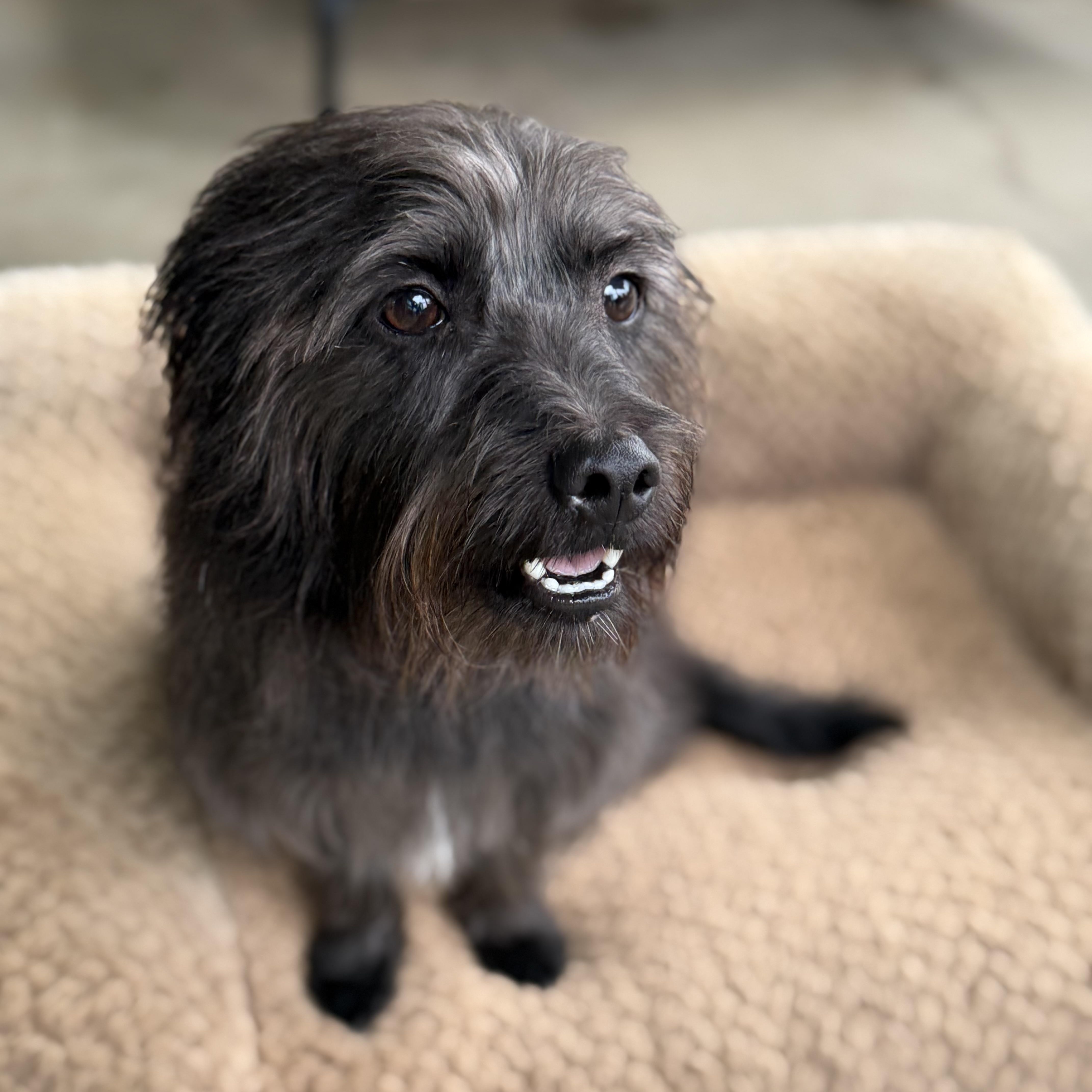 Blake, a Adoptable mixed breed in modesto, CA image 4/6