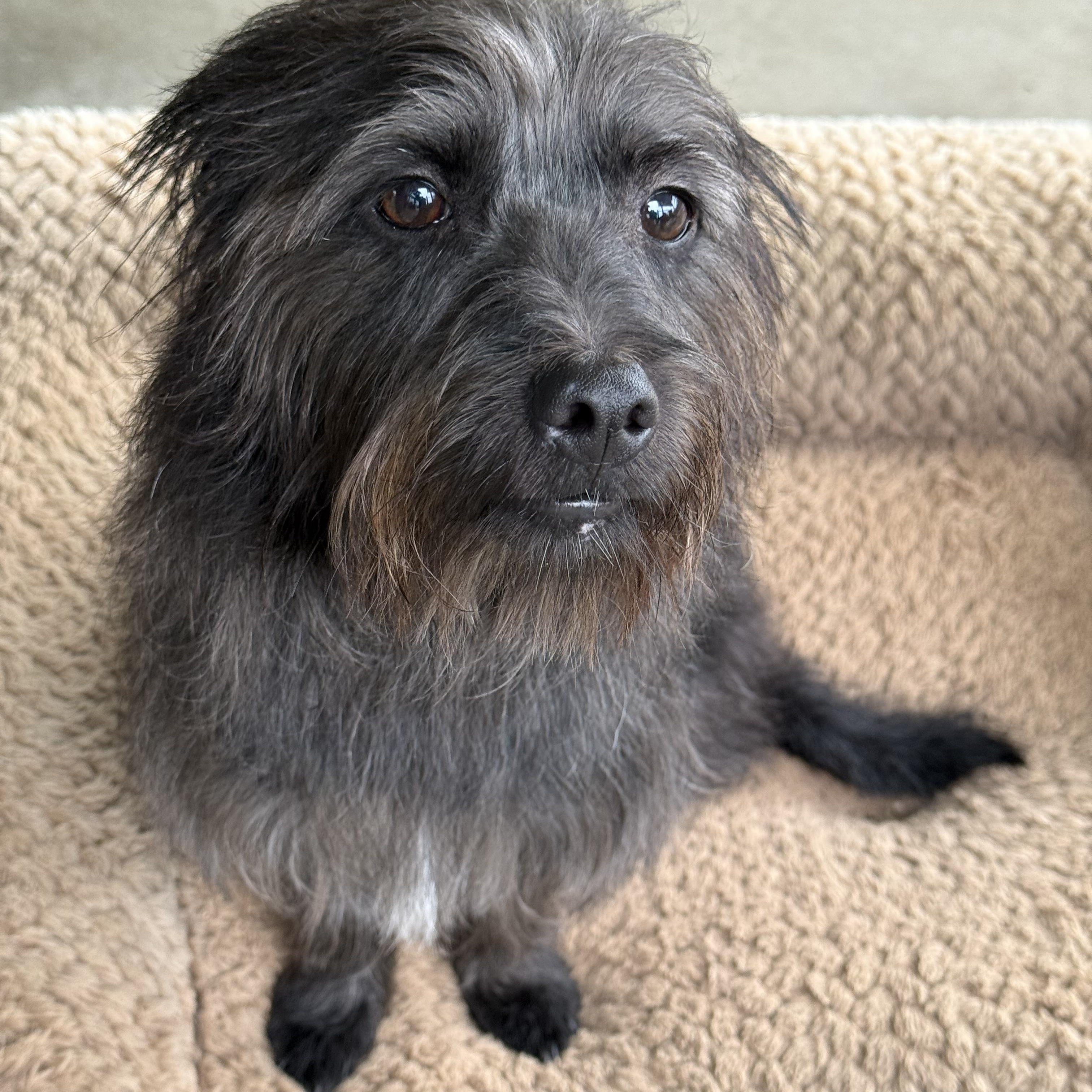 Blake, a Adoptable mixed breed in modesto, CA image 5/6