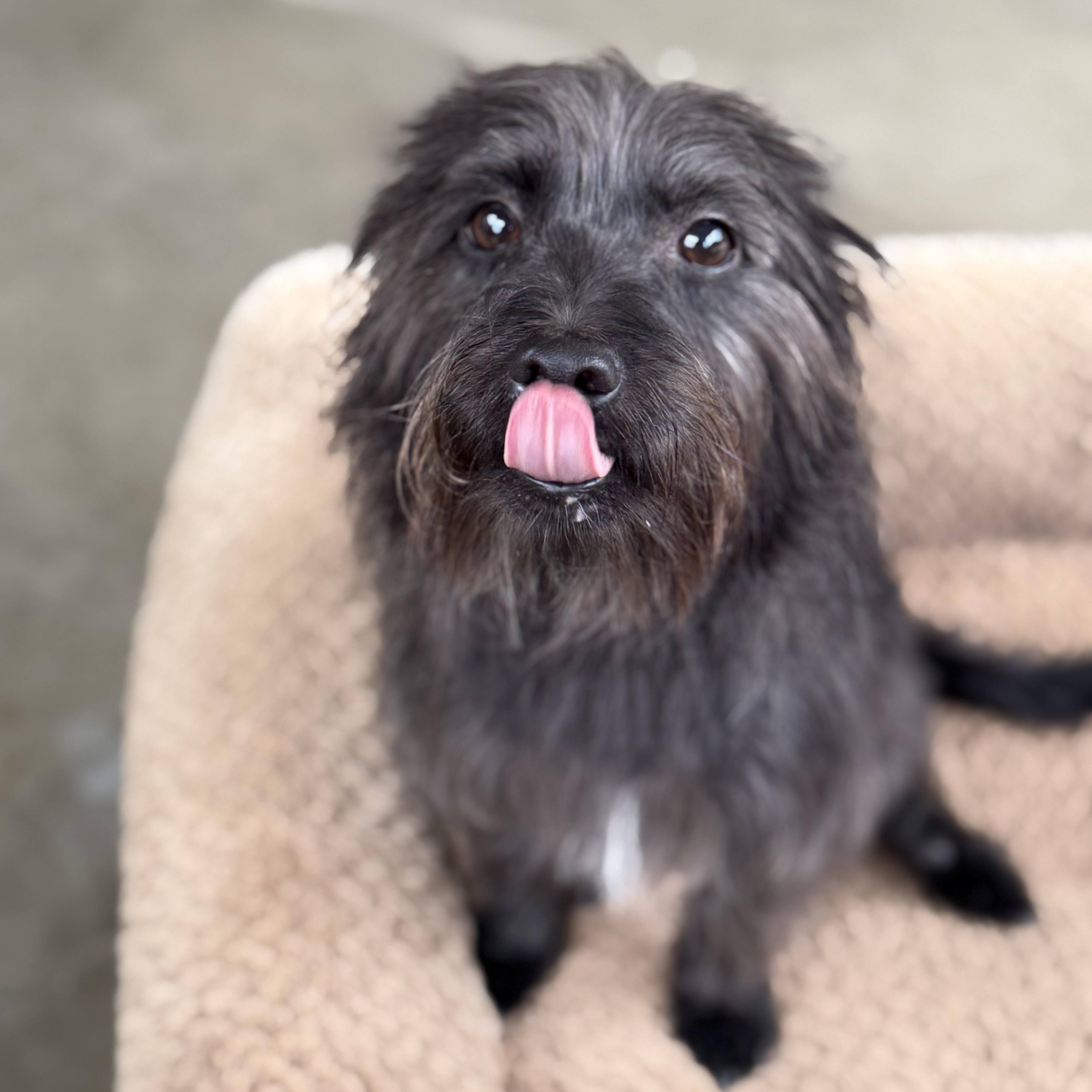 Blake, a Adoptable mixed breed in modesto, CA image 6/6