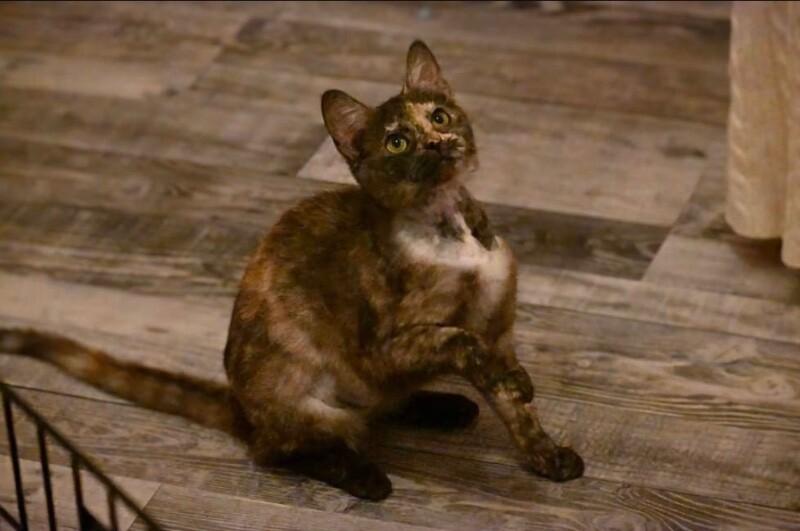 Enlarge Molly, a Adoptable Domestic Short Hair in Georgetown, OH image 1/2