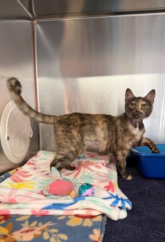 Enlarge Molly, a Adoptable Domestic Short Hair in Georgetown, OH image 2/2