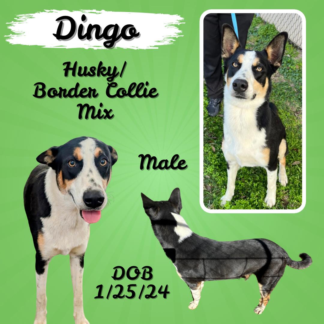 Dingo Border Dog for adoption - Dingo, a Border Collie & Husky Mix in Sumter, SC ...
