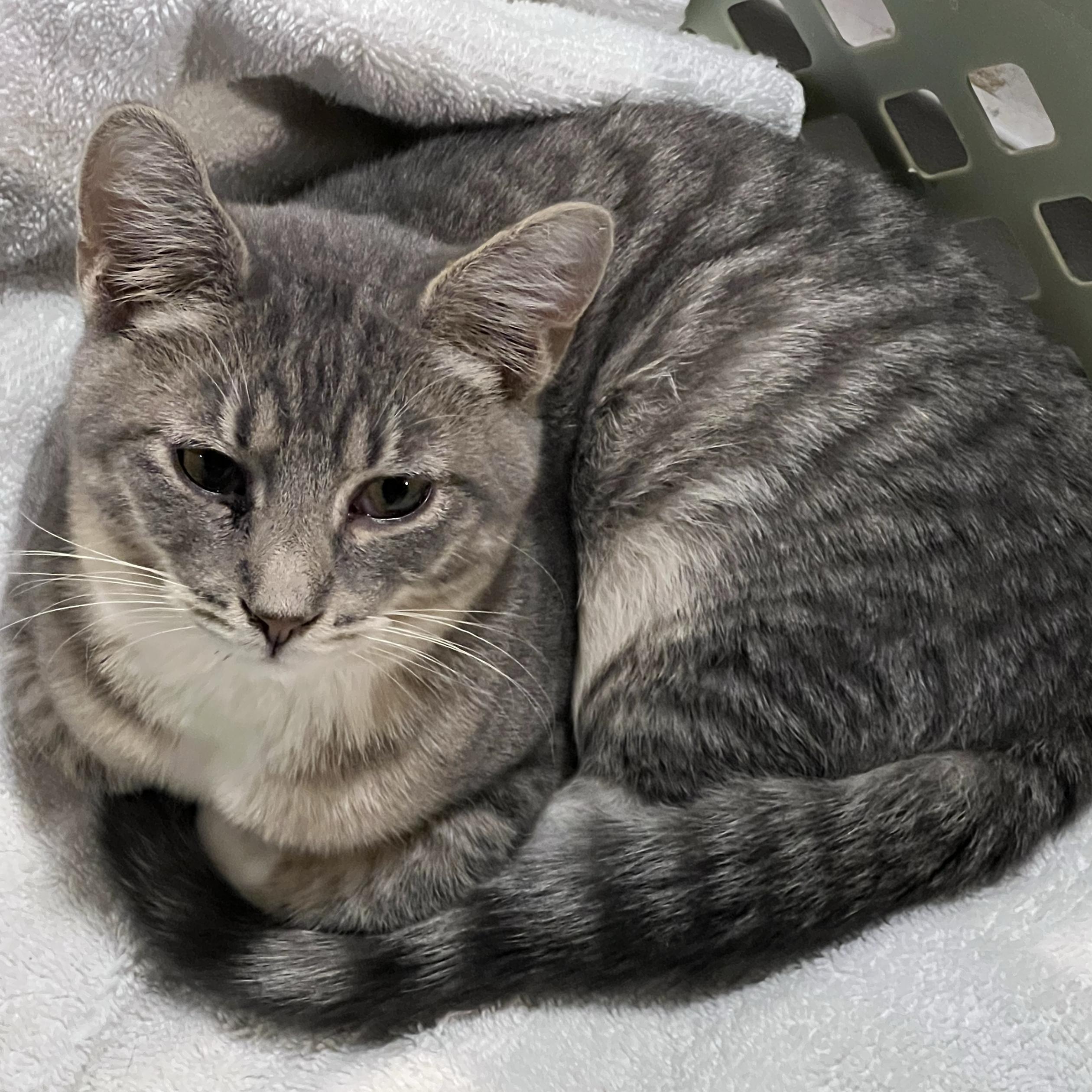 Arlo, ADOPTABLE, Kitten Male Tabby & Domestic Short Hair.