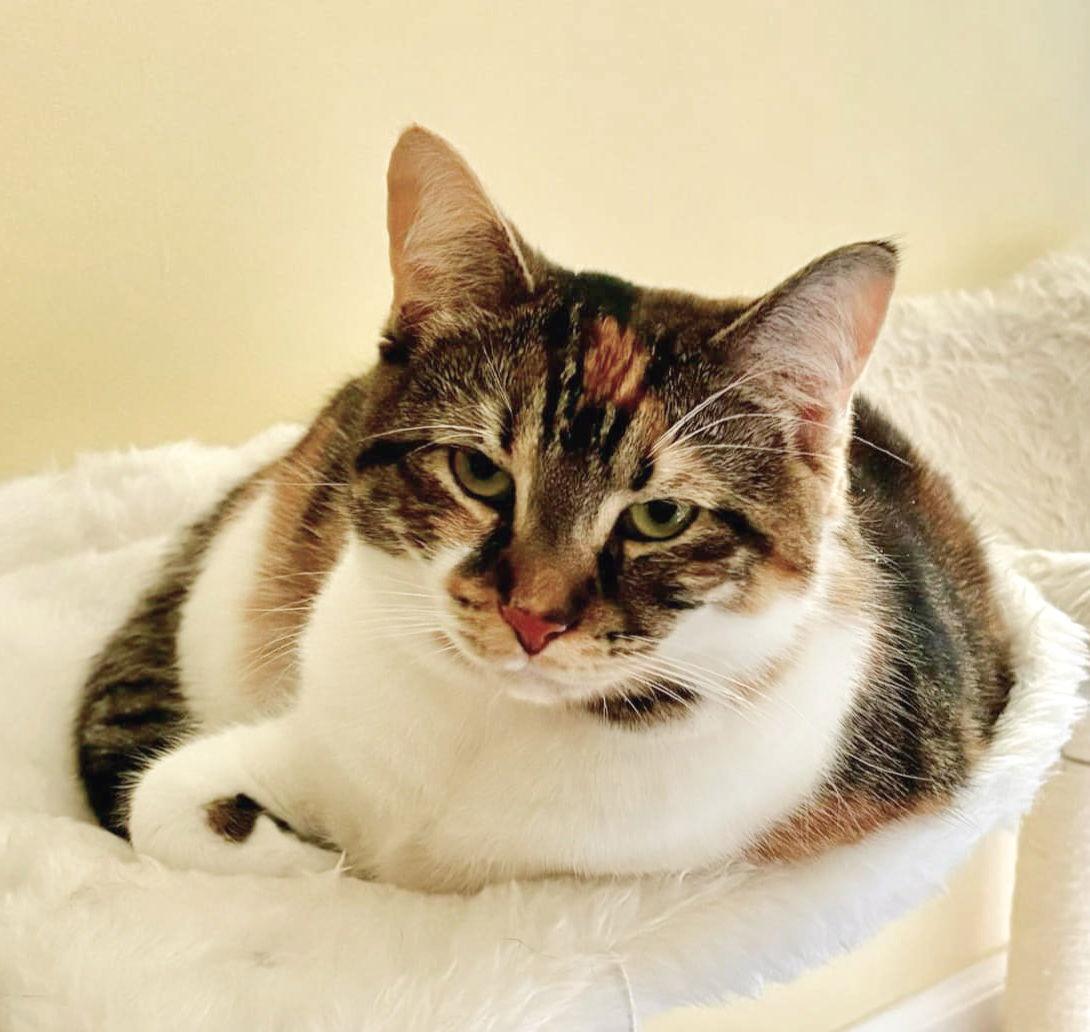 Valencia, Adoptable, Young Female Calico & Tabby.