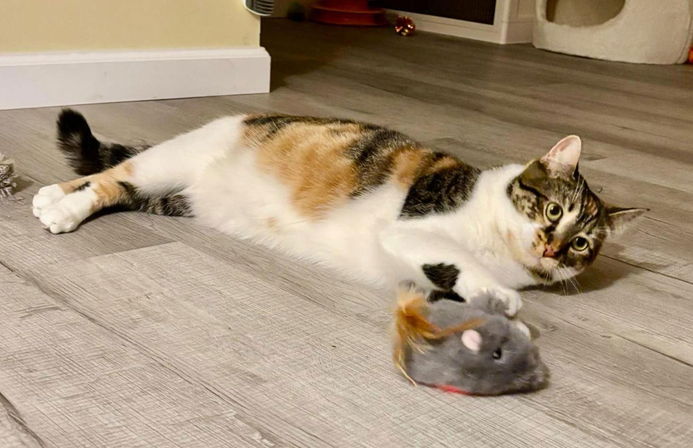 Valencia, a Adoptable mixed breed in Spring City, PA image 2/6