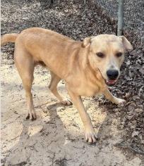 Enlarge Honeycrisp, a Adoptable mixed breed in Nacogdoches, TX image 1/2