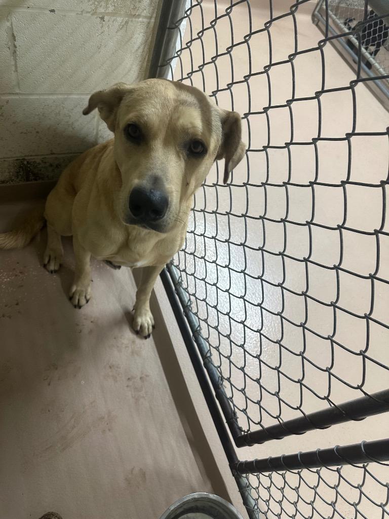 Enlarge Honeycrisp, a Adoptable Labrador Retriever in Nacogdoches, TX image 1/1