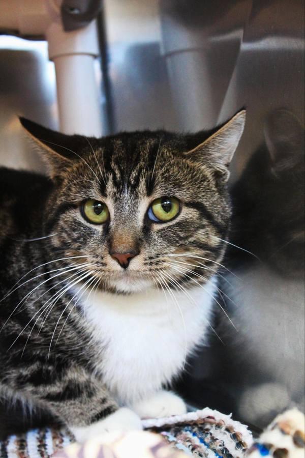 Enlarge Wall-E, a Adoptable mixed breed in Indiana, PA image 1/3