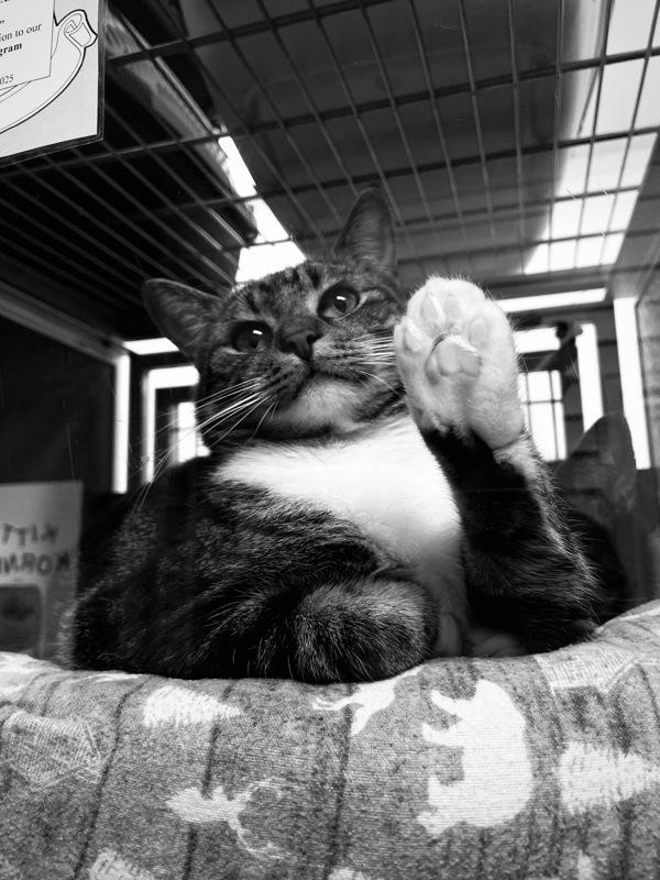 Enlarge Wall-E, a Adoptable mixed breed in Indiana, PA image 2/3