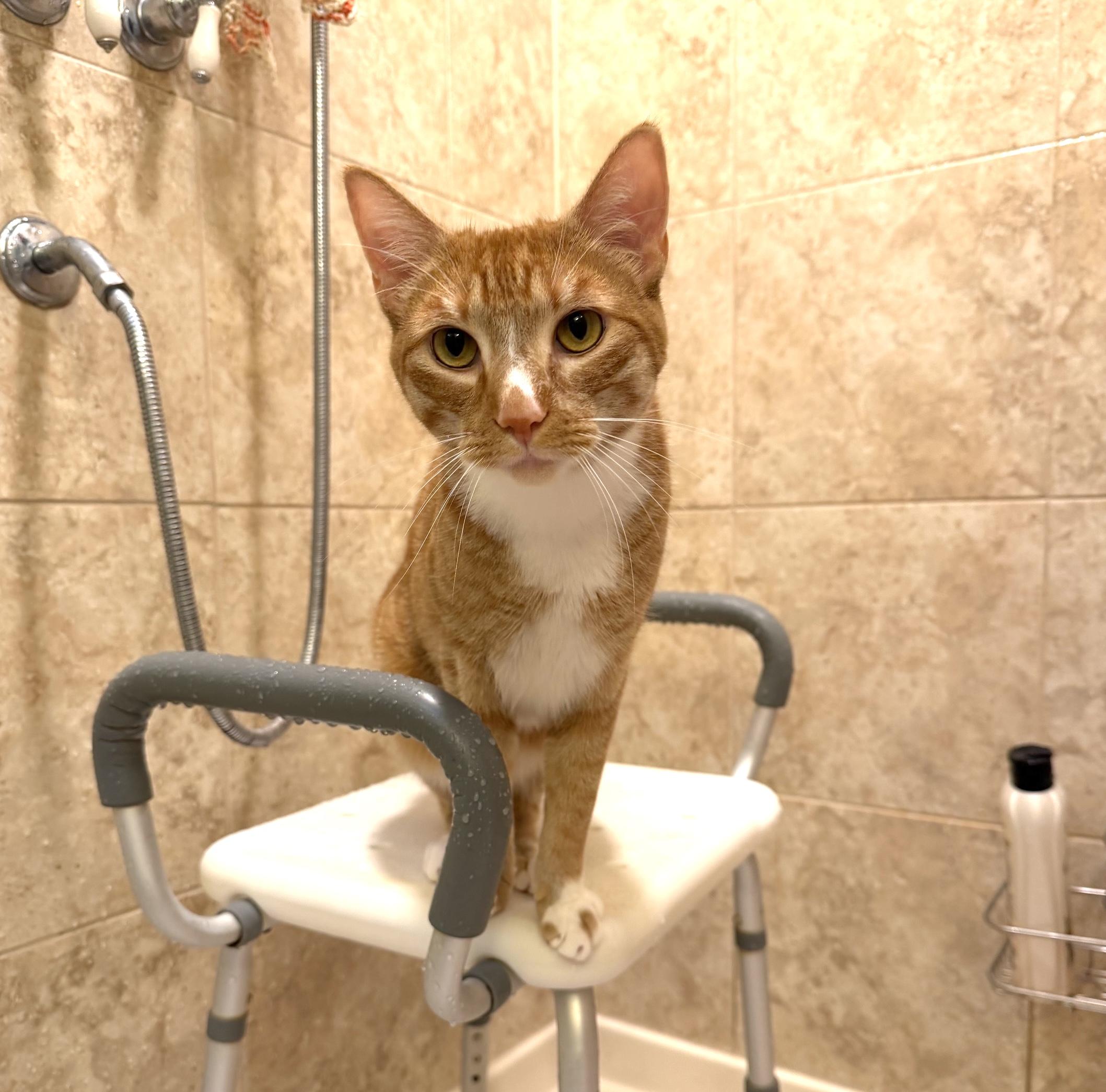 Richie Boucaud, Adoptable, Young Male American Shorthair.