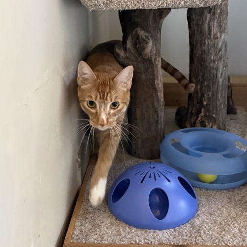 Enlarge Richie Boucaud, a Adoptable American Shorthair in Vashon Island, WA image 2/2