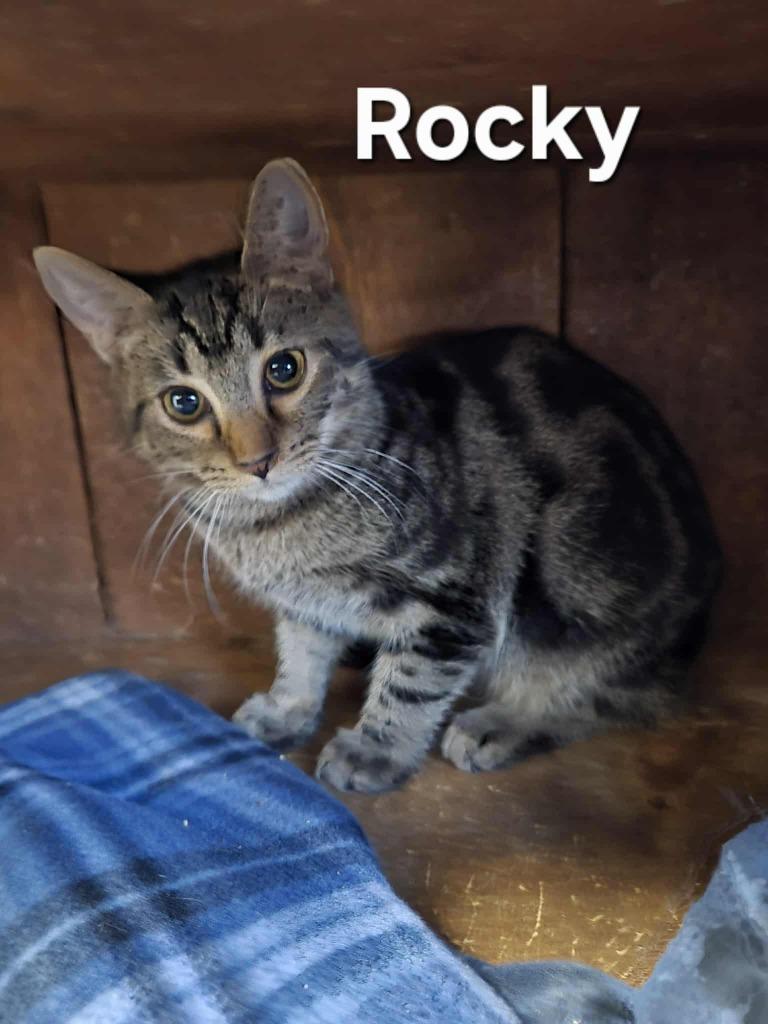 Rocky, Adoptable, Young Male Domestic Short Hair.