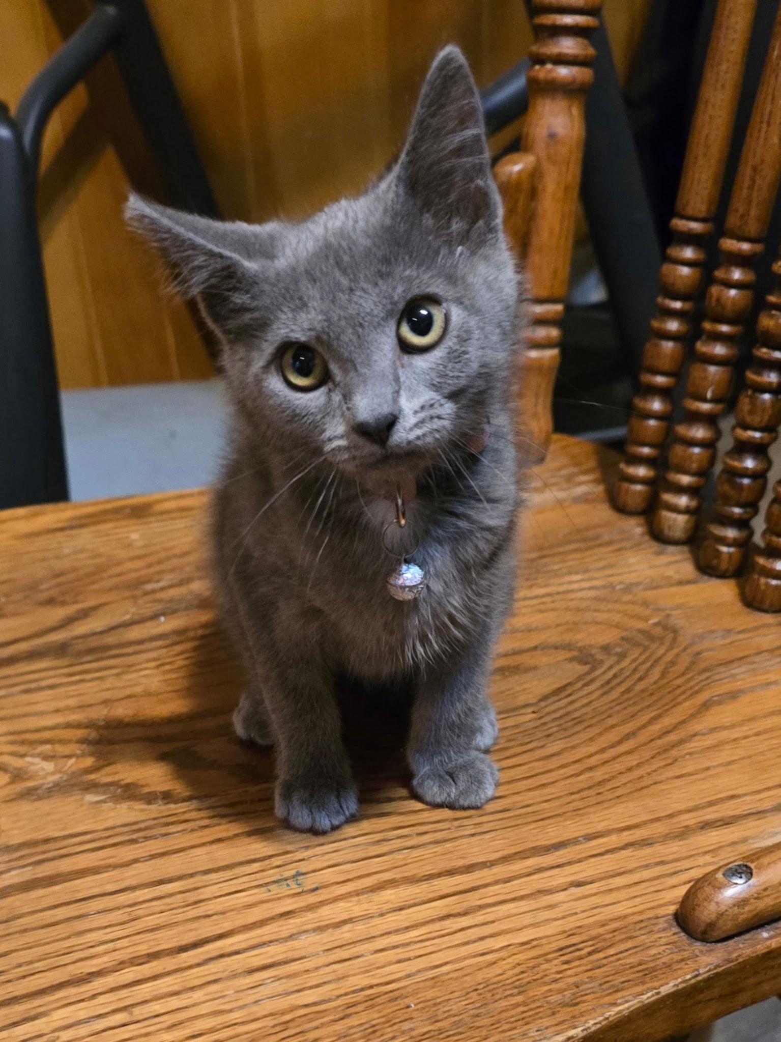 Lavender, Adopted, Young Female Russian Blue.