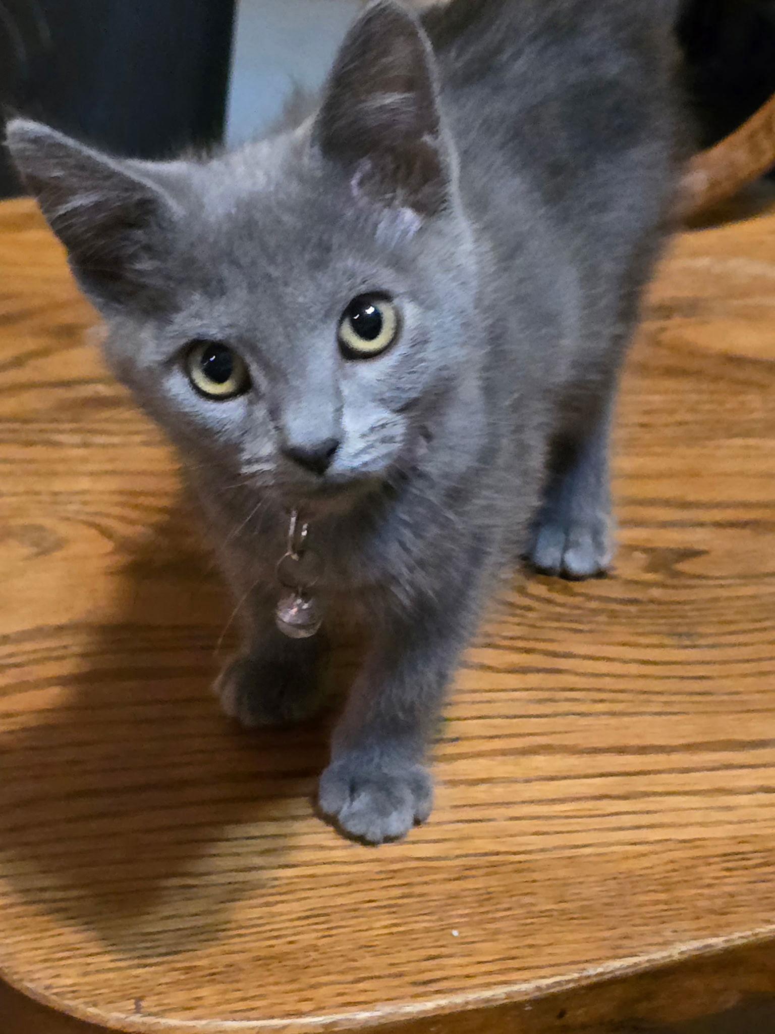 Enlarge Lavender, a Adopted Russian Blue in Vacaville, CA image 2/3