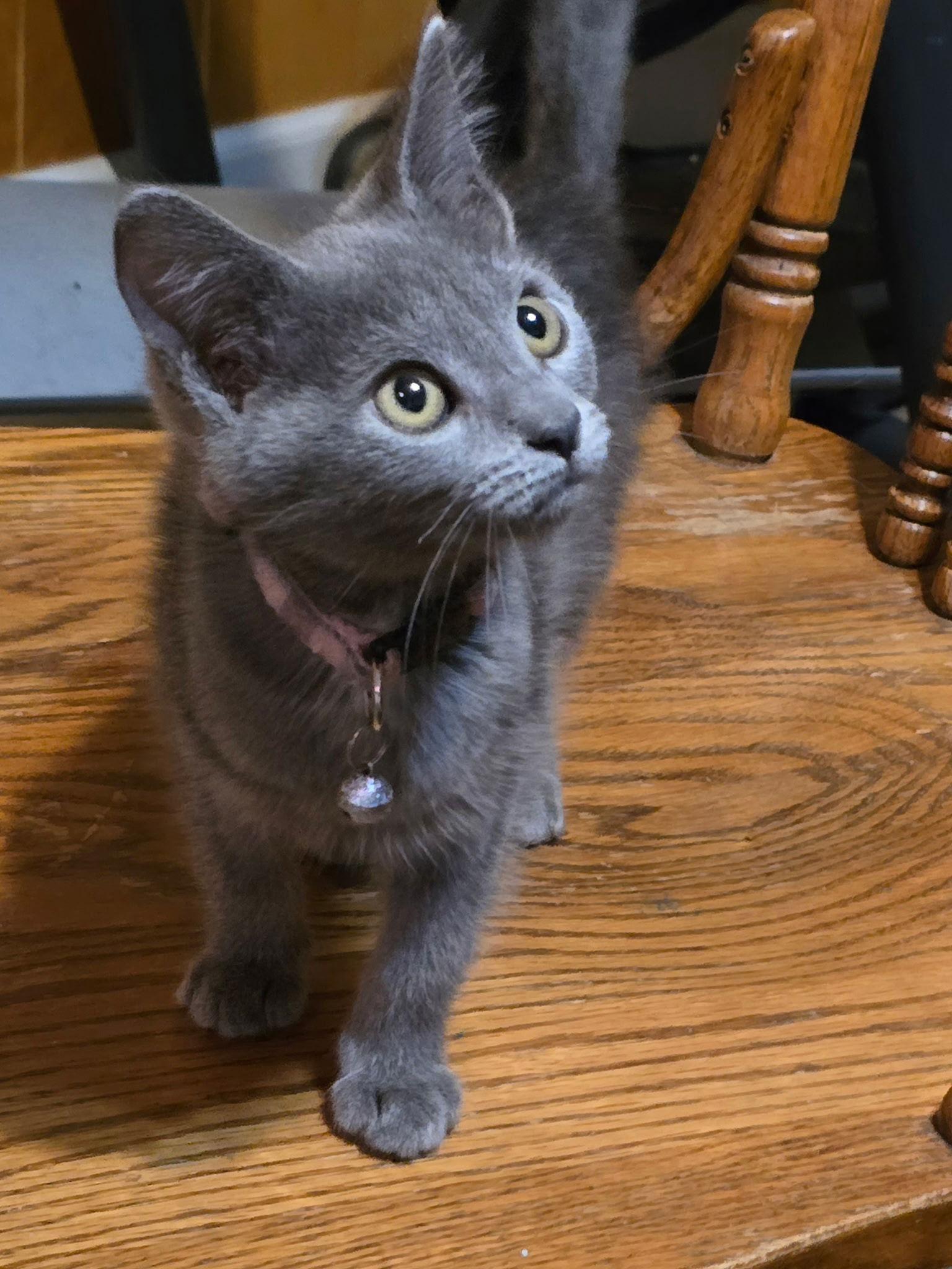 Enlarge Lavender, a Adopted Russian Blue in Vacaville, CA image 3/3