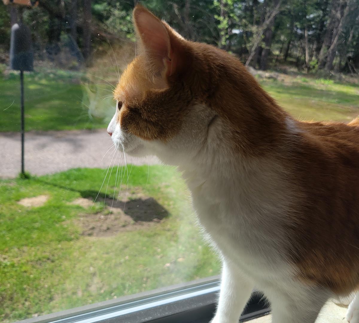Drumstick, Adoptable, Adult Male Domestic Short Hair.