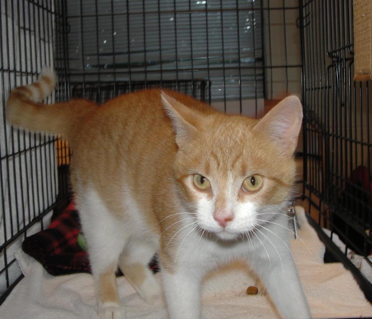 Enlarge Drumstick, a Adoptable Domestic Short Hair in Plover, WI image 2/3