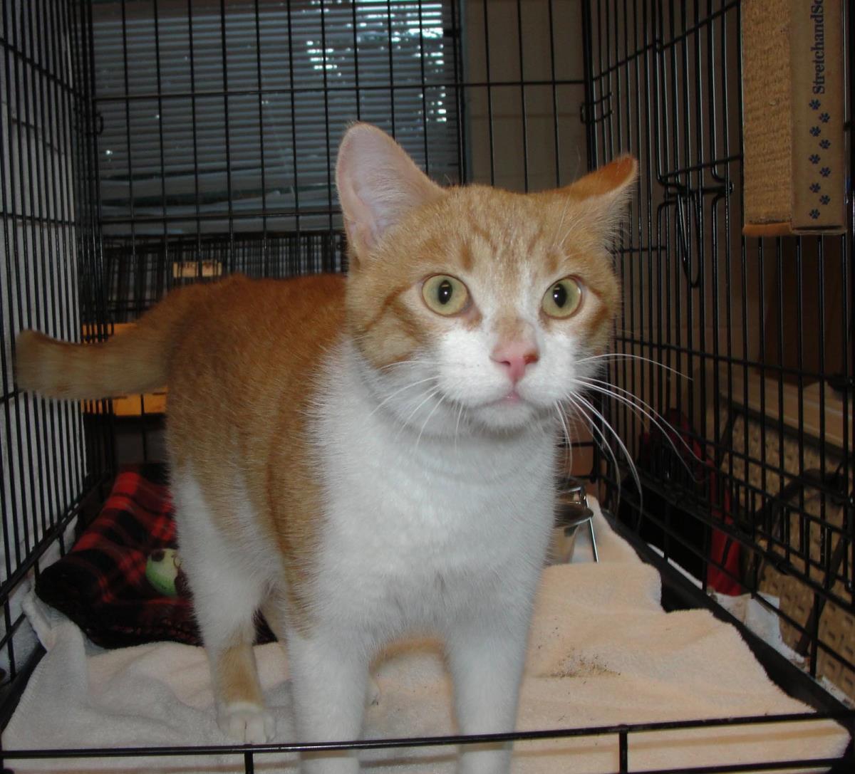 Enlarge Drumstick, a Adoptable Domestic Short Hair in Plover, WI image 3/3