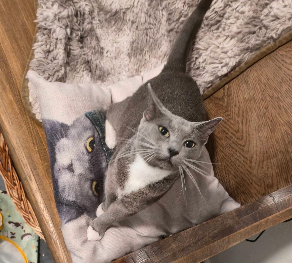 Enlarge Cleo, a Adoptable mixed breed in Miami, OK image 2/3