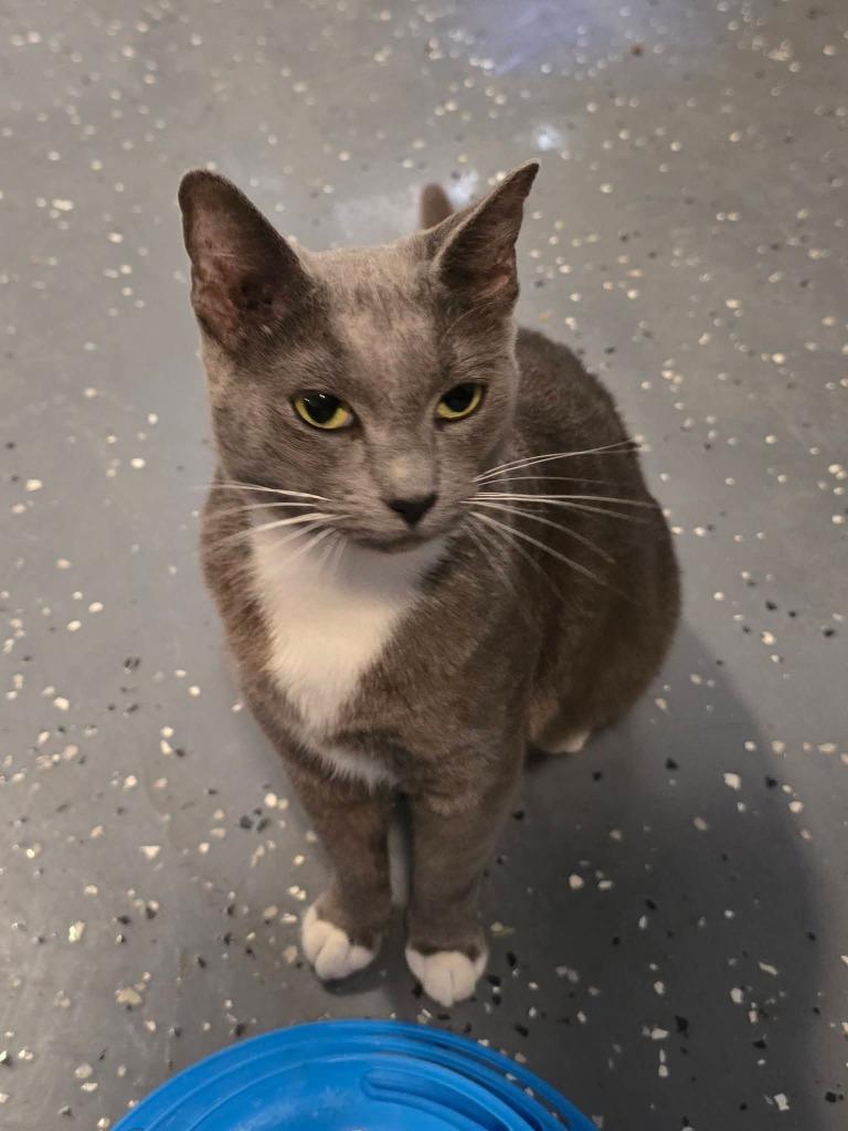 Enlarge Cleo, a Adoptable mixed breed in Miami, OK image 3/3