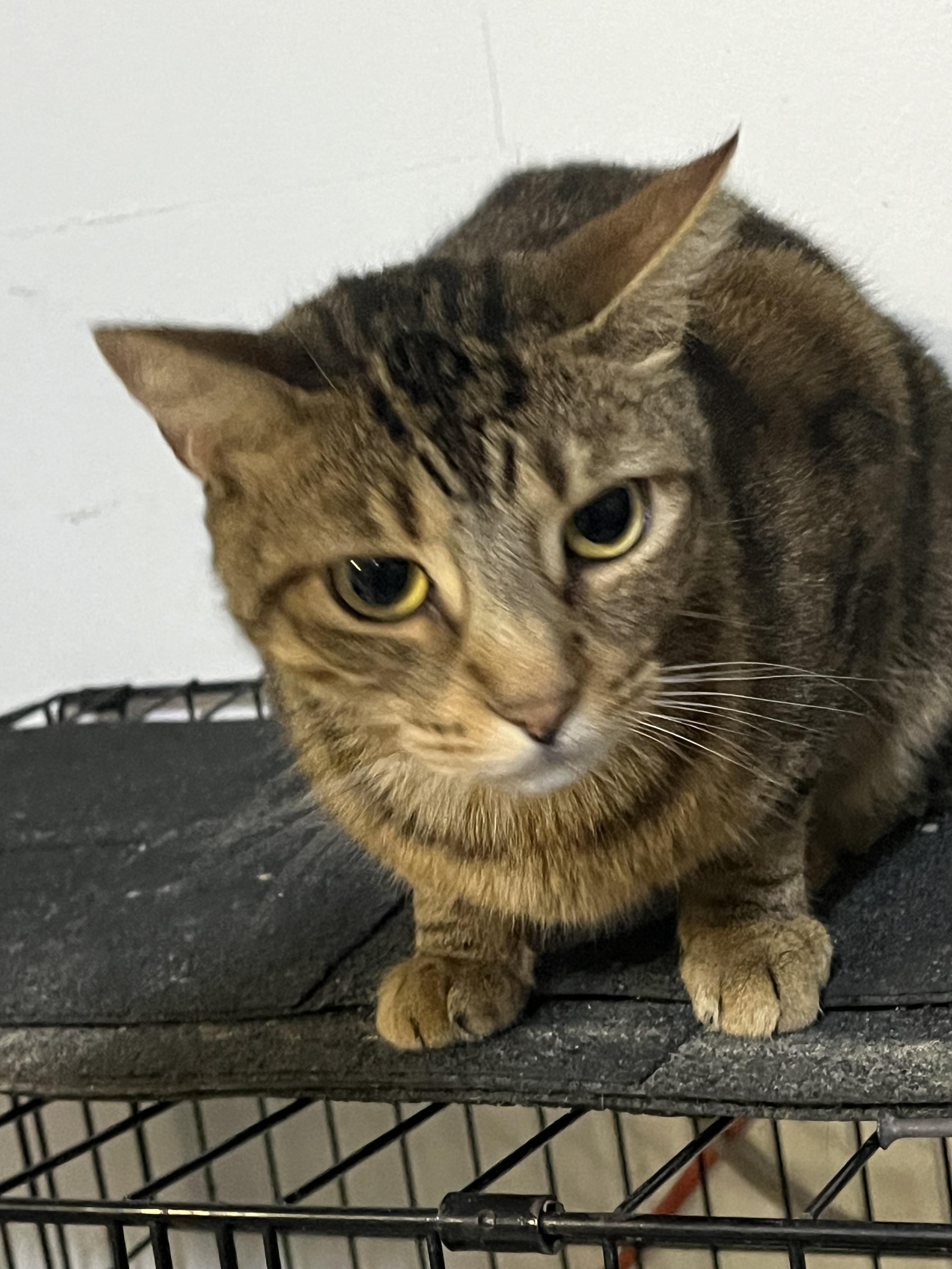 Enlarge Lulu, a Adoptable Domestic Short Hair in Ormond beach, FL image 2/2