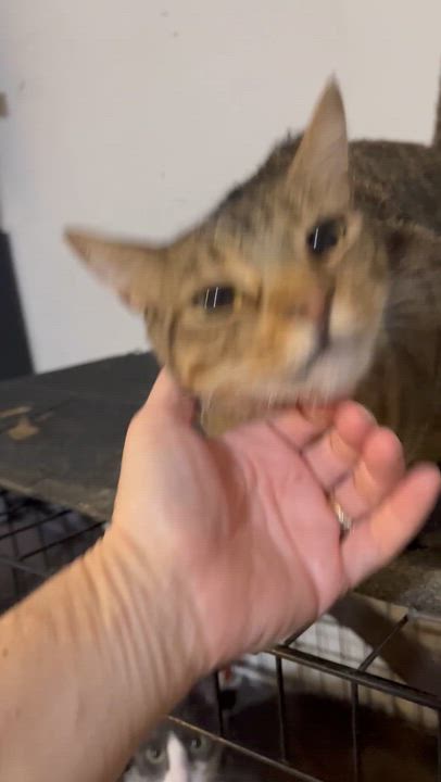 Enlarge Lulu, a Adoptable Domestic Short Hair in Ormond beach, FL video 1/2