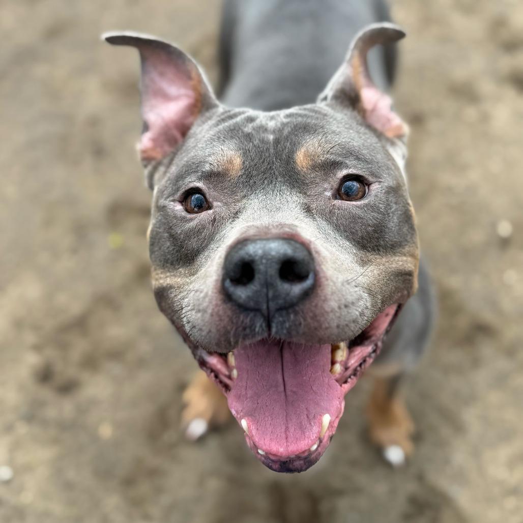 Polo-In foster $99 - See my video!, Adoptable, Senior Male Pit Bull Terrier & American Bulldog.