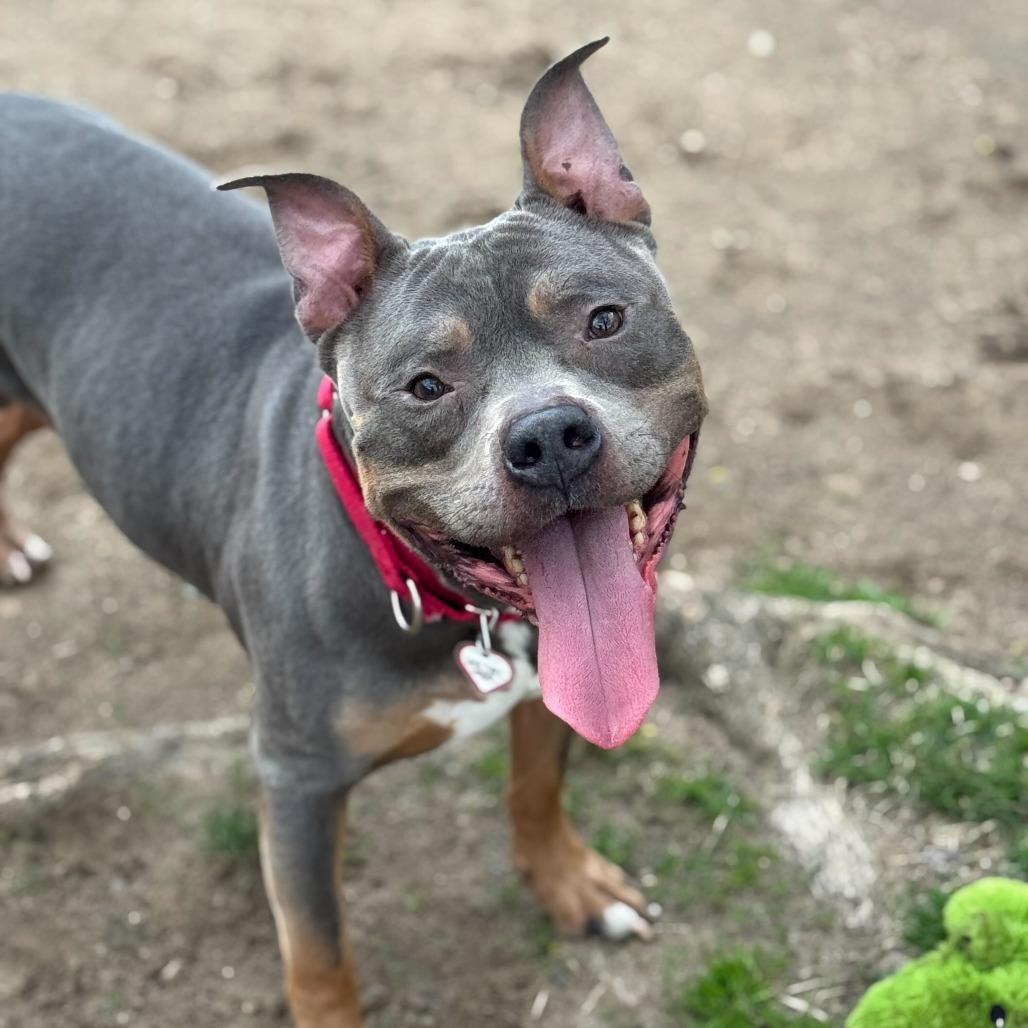 Enlarge Polo-In foster $99 - See my video!, a Adoptable mixed breed in Springfield, MA image 2/6