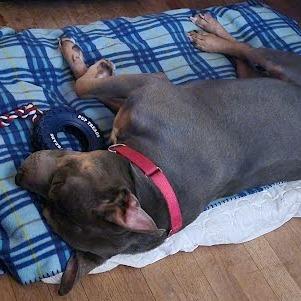 Enlarge Polo-In foster $99 - See my video!, a Adoptable mixed breed in Springfield, MA image 3/6