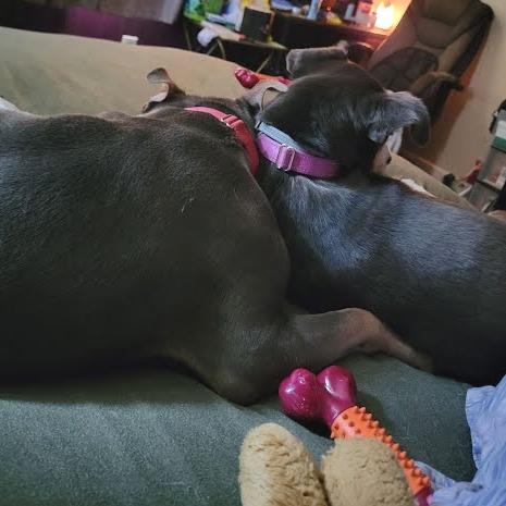 Enlarge Polo-In foster $99 - See my video!, a Adoptable mixed breed in Springfield, MA image 4/6