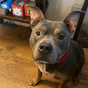Enlarge Polo-In foster $99 - See my video!, a Adoptable mixed breed in Springfield, MA image 5/6