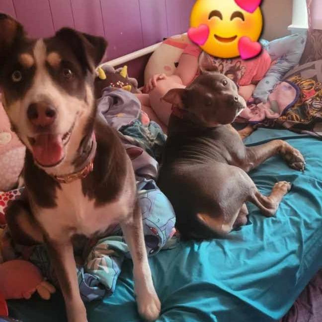 Enlarge Polo-In foster $99 - See my video!, a Adoptable mixed breed in Springfield, MA image 6/6