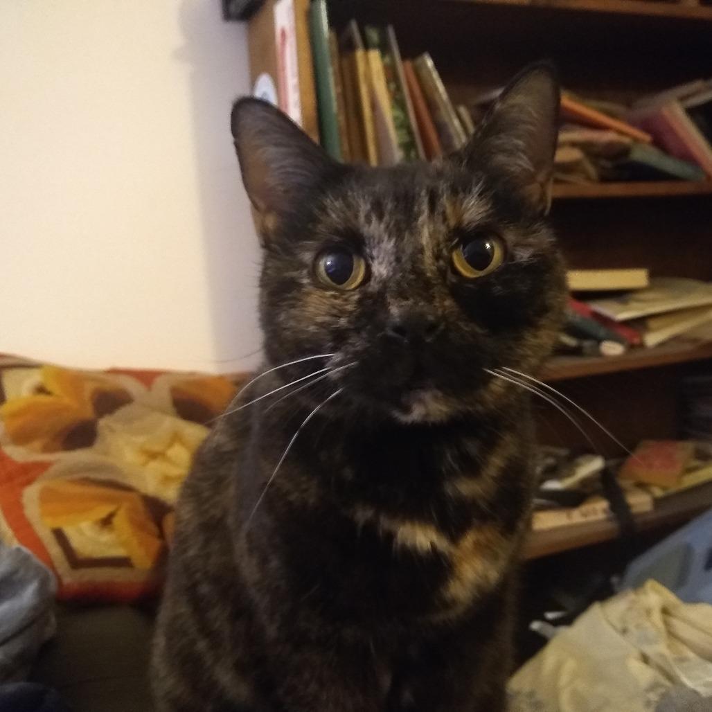 Enlarge Pepper, a Adoptable Domestic Short Hair in Santa Barbara, CA image 1/1