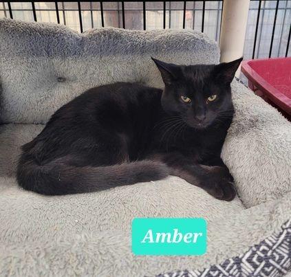 Enlarge Amber, a Adoptable mixed breed in Richmond, IN image 1/5