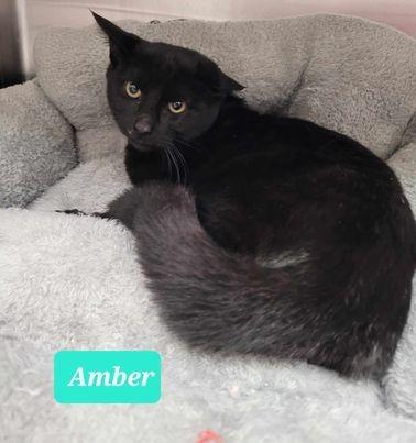 Amber, Adoptable, Adult Female Domestic Short Hair.